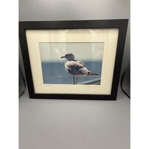 Andrew Johnson On Alert Framed Seagull Coastal Photography Print Wall Art 17x13